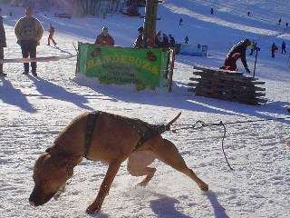 DSC03871.JPG - Minulou sobotu proběhlo ve Skicentru Miroslav Mistrovství České republiky v pullingu na sněhu. Na snímku fenka amerického pitbulteriéra pana Miloslava Chlumského z Brna.