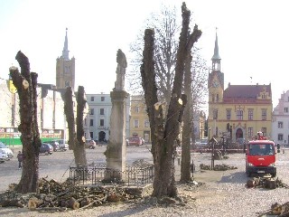 JT16.jpg - Smutný obrázek - staré stromy by však měly na vidnavském náměstí co nejdříve nahradit nové FOTO(MF)